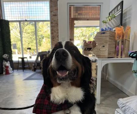 Urban Pet Company, LLC