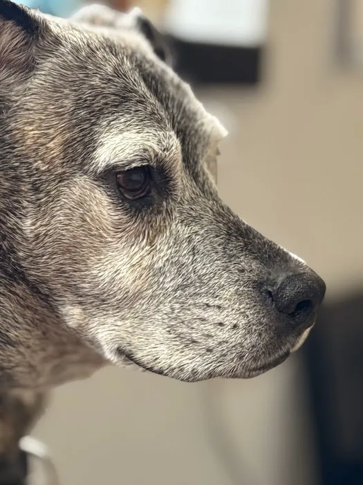 North Torrington Veterinary Hospital Picture 5