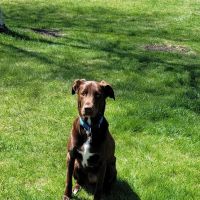 North Torrington Veterinary Hospital ico