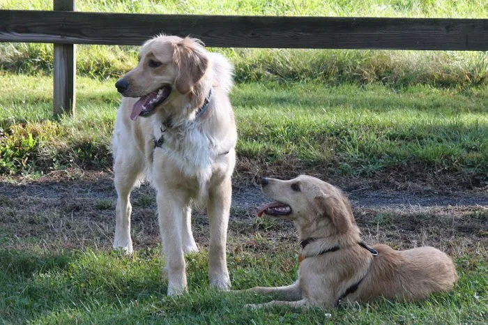 Litchfield Veterinary Hospital Picture 1
