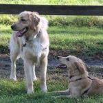 Litchfield Veterinary Hospital
