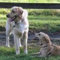 Litchfield Veterinary Hospital ico