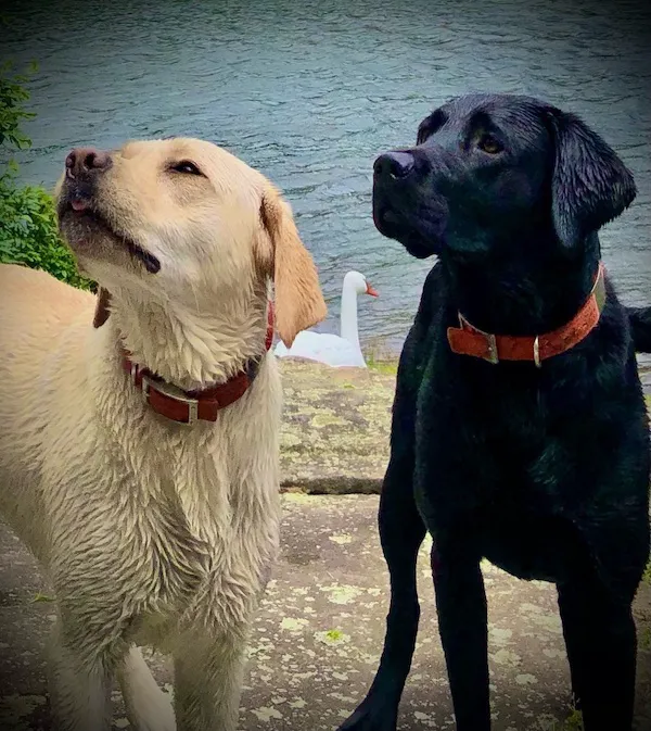 Litchfield Veterinary Hospital Picture 4