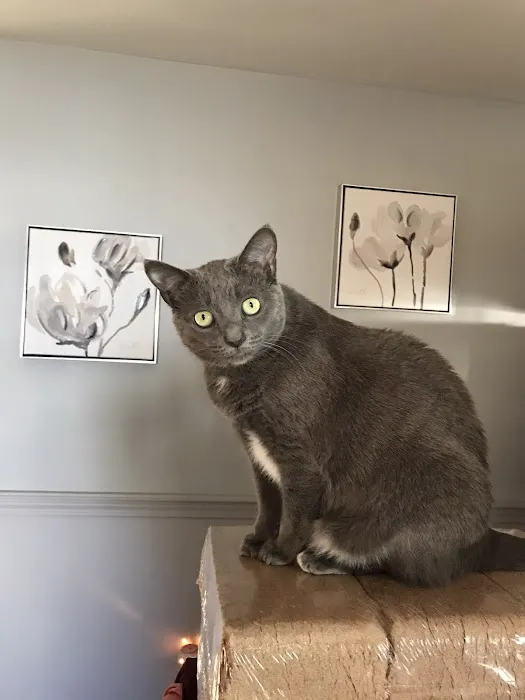 Litchfield Veterinary Hospital: Dr. Laura A Carey Picture 1