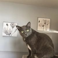 Litchfield Veterinary Hospital: Dr. Laura A Carey ico