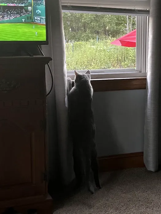 Litchfield Veterinary Hospital: Dr. Laura A Carey Picture 2