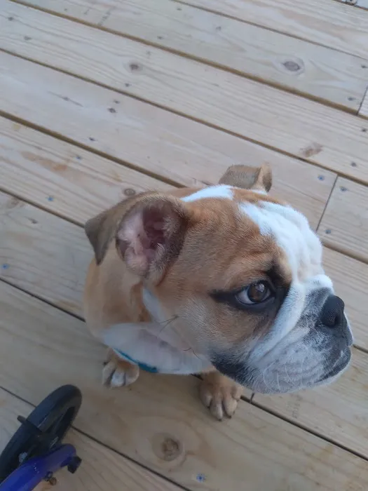 Vet Wellcare Vaccinations Clinic at Pet Supermarket Picture 1