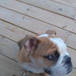 Vet Wellcare Vaccinations Clinic at Pet Supermarket