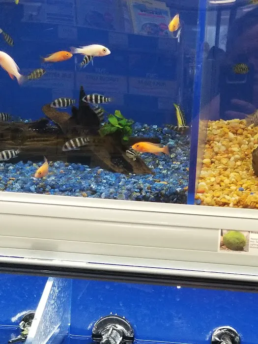 Pet Supermarket Picture 9