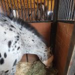 Tri-State Veterinary Services, LLC