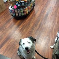 Naturally Unleashed Pet Nutrition Center ico