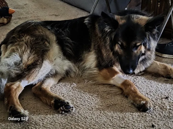 Veterinary Emergency Group Picture 6