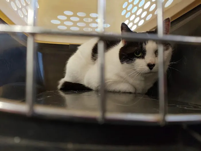 VCA Abbott Animal Hospital Picture 4