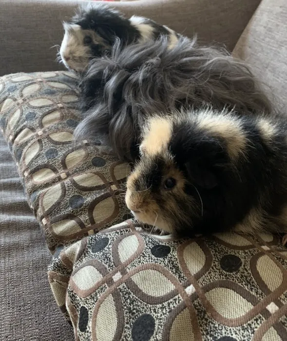 VCA Abbott Animal Hospital Picture 1