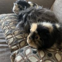 VCA Abbott Animal Hospital ico