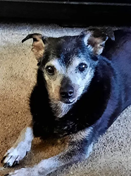 VCA Abbott Animal Hospital Picture 9