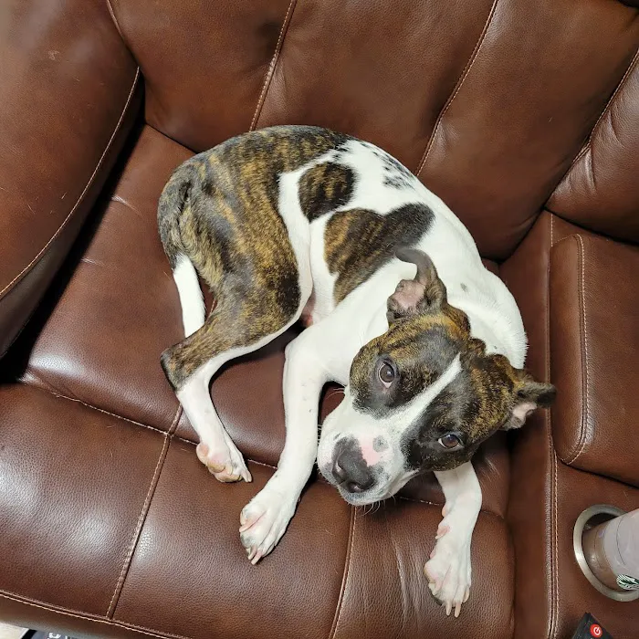 VCA Abbott Animal Hospital Picture 5