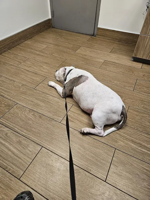 VCA Abbott Animal Hospital Picture 10