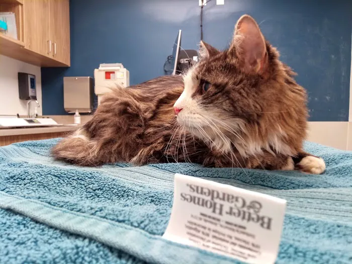 VCA Abbott Animal Hospital Picture 3