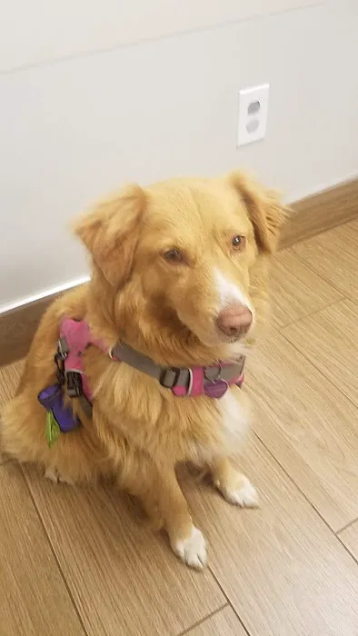 VCA Abbott Animal Hospital Picture 7