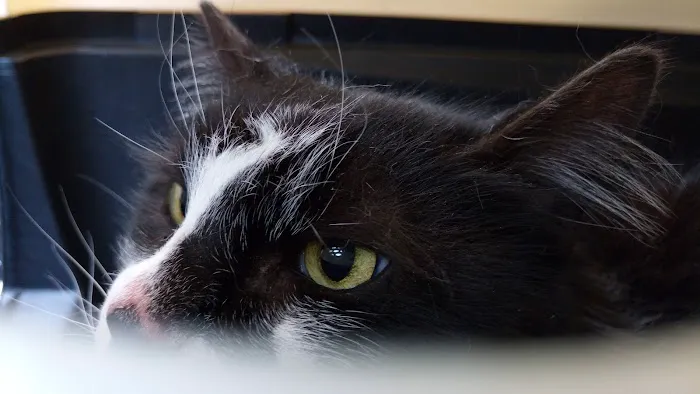 VCA Abbott Animal Hospital Picture 2