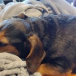 Sanctuary Animal Clinic