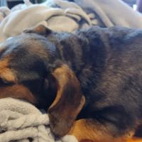 Sanctuary Animal Clinic ico