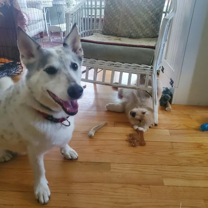 Sanctuary Animal Clinic Picture 6