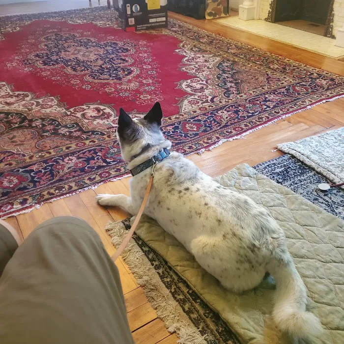 Sanctuary Animal Clinic Picture 4