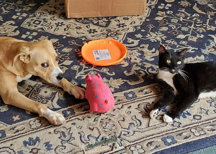 Westfield Animal Clinic Picture 1