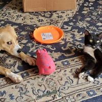 Westfield Animal Clinic ico