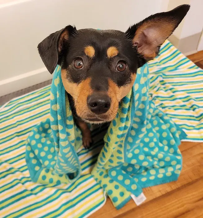 Westfield Animal Clinic Picture 8