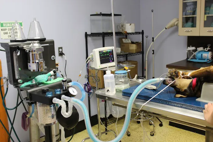 Westfield Animal Clinic Picture 6