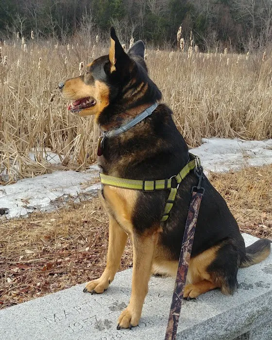 Westfield Animal Clinic Picture 10