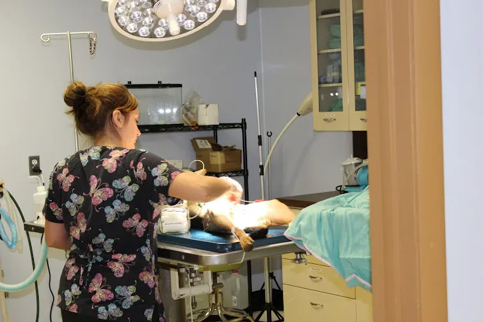 Westfield Animal Clinic Picture 2