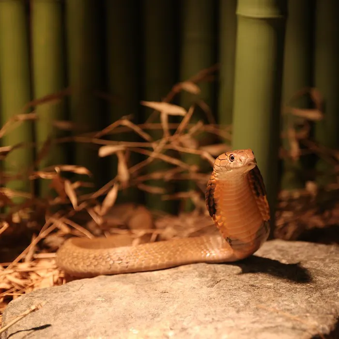 Kernersville Reptile Zoo, Medical Center & Pet Store Picture 8