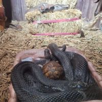 Kernersville Reptile Zoo, Medical Center & Pet Store ico