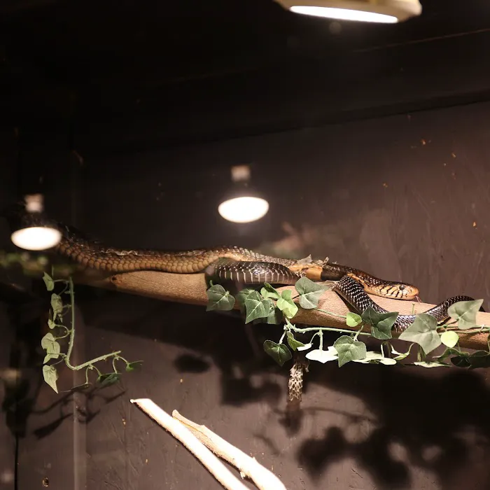 Kernersville Reptile Zoo, Medical Center & Pet Store Picture 3