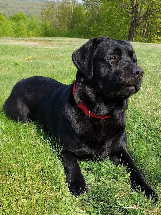 PetVet Vaccination Clinic Picture 3