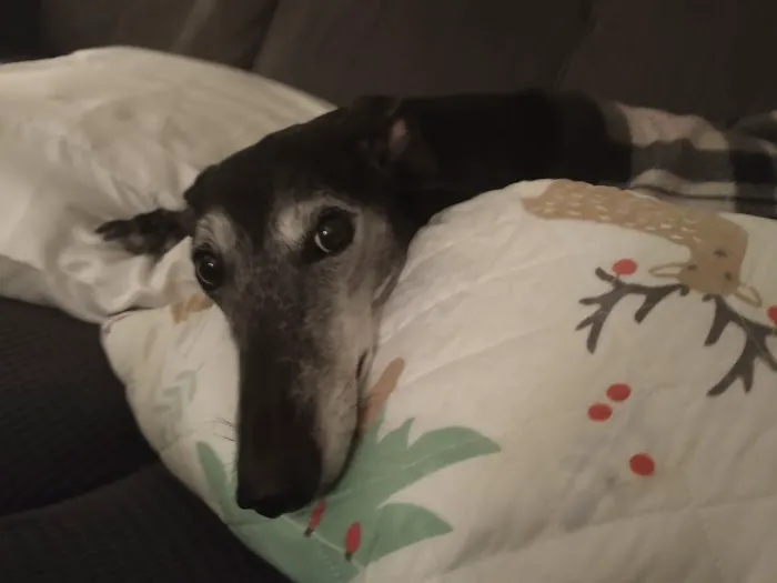 PetVet Vaccination Clinic Picture 1