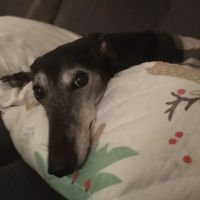 PetVet Vaccination Clinic ico