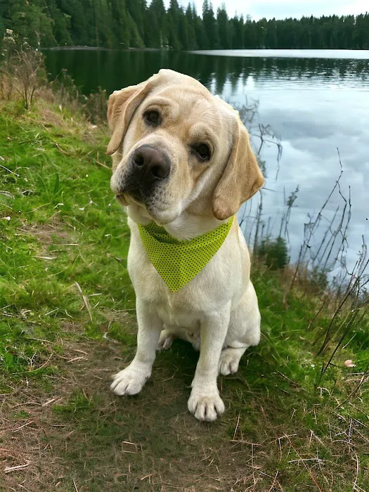 PetVet Vaccination Clinic Picture 5