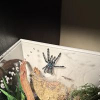 Exotics Unlimited ico