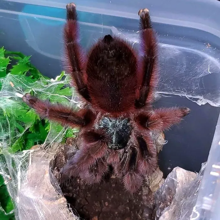 Exotics Unlimited Picture 6