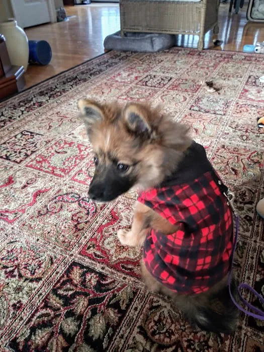 VCA Southwick Animal Hospital Picture 3