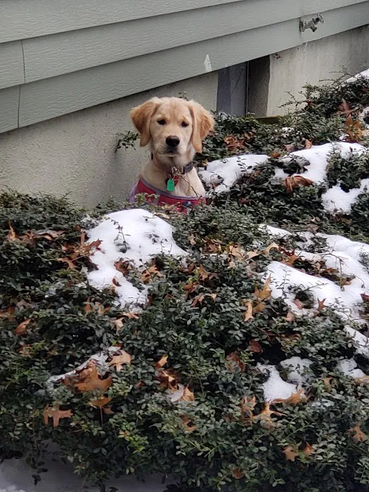 VCA Southwick Animal Hospital Picture 4