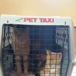 VCA Southwick Animal Hospital