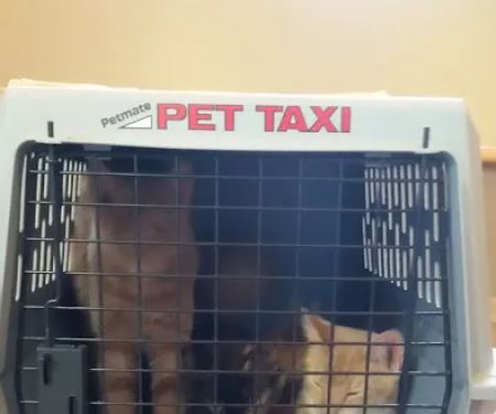 VCA Southwick Animal Hospital