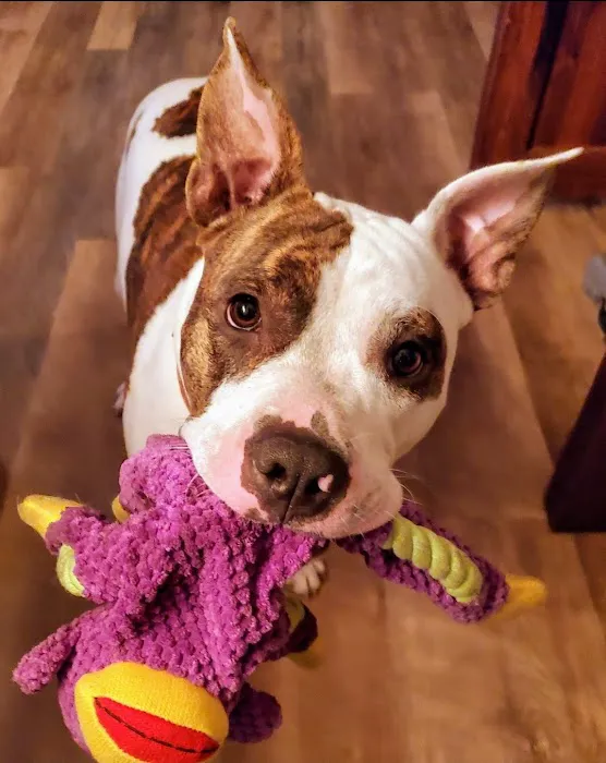 VCA Southwick Animal Hospital Picture 2