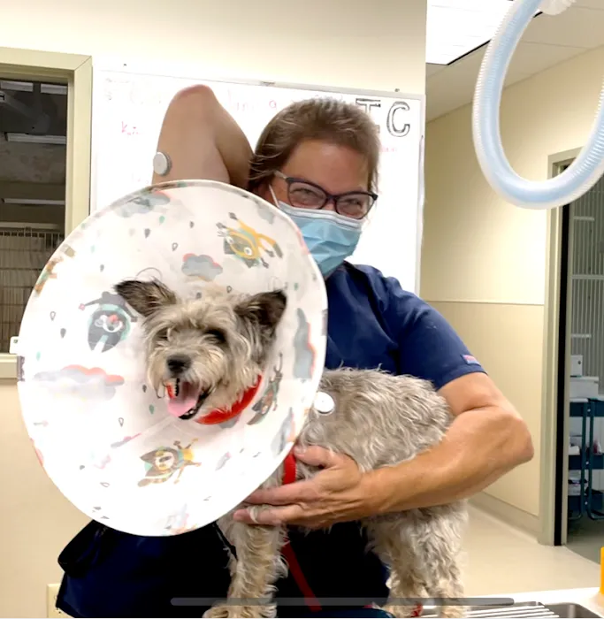 VCA Southwick Animal Hospital Picture 10